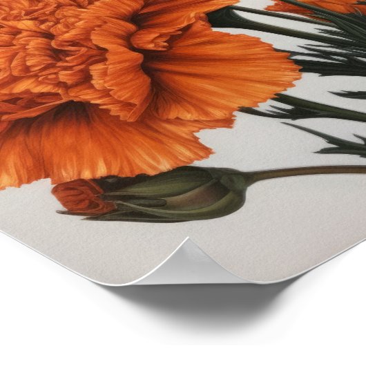 Orangefarbene Nelken Blume Art Print Poster (Ecke)