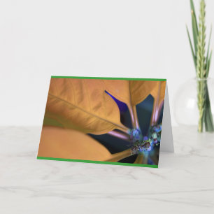 Orangefarbene Poinsettie mit spanischem Text Feiertagskarte