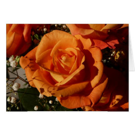 orangefarbene Rose