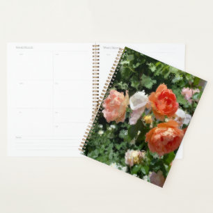 Orangefarbene Rose Planer