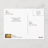 Orangefarbene Rose Postkarte (Rückseite)