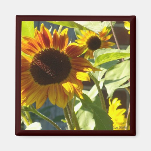 Orangefarbene Rose Sonnenblumen Magnet (Vorne)