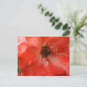 Orangefarbene Rosen-Postkarte Postkarte (Stehend Vorderseite)