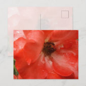 Orangefarbene Rosen-Postkarte Postkarte (Vorne/Hinten)