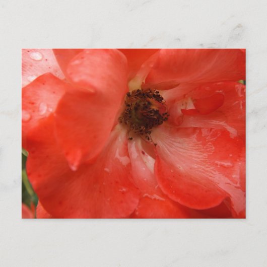 Orangefarbene Rosen-Postkarte Postkarte (Vorderseite)
