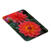 Orangefarbene, rote, gelbe Dahlische Blume Magnet (Rechte Seite)