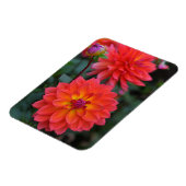 Orangefarbene, rote, gelbe Dahlische Blume Magnet (Linke Seite)