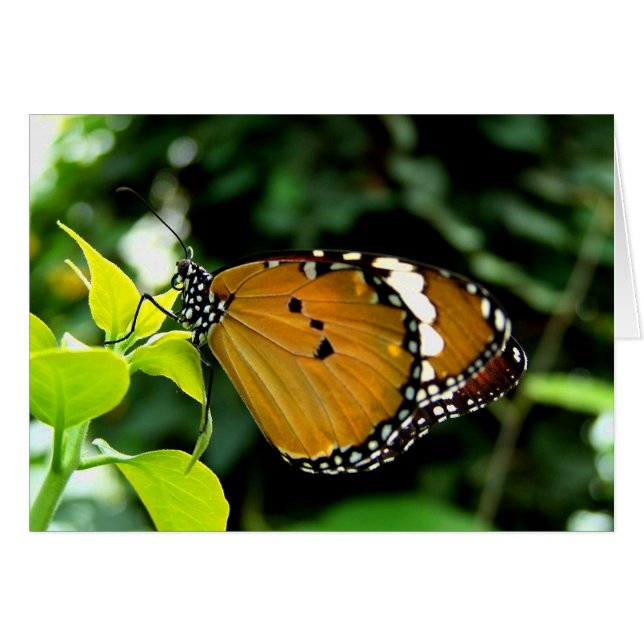 Orangefarbene, schwarze und weiße Schmetterlinge a (Vorderseite (Horizontal))