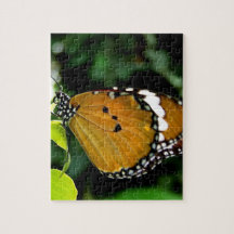 Orangefarbene, schwarze und weiße Schmetterlinge a