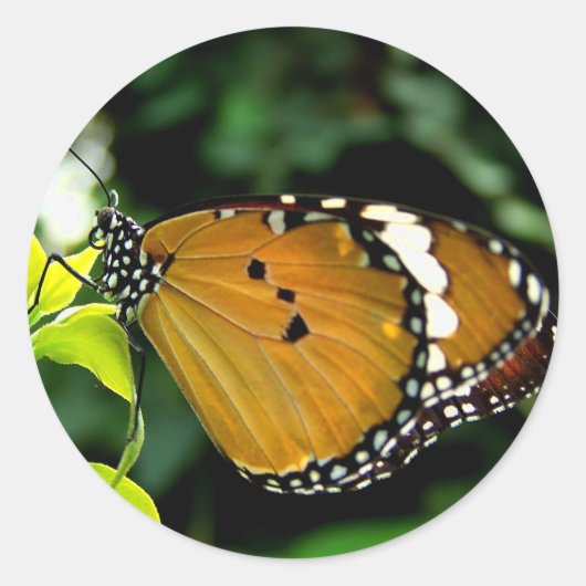 Orangefarbene, schwarze und weiße Schmetterlinge a Runder Aufkleber (Vorderseite)