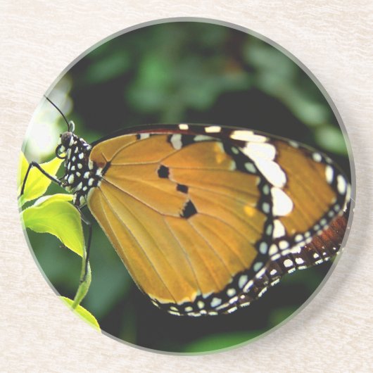 Orangefarbene, schwarze und weiße Schmetterlinge a Sandstein Untersetzer (Vorne)