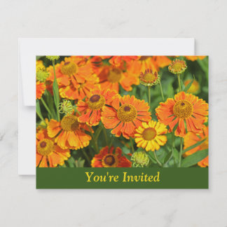 Orangefarbene Sneezewort Blume Überraschung Geburt Einladung