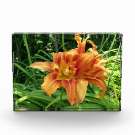Orangefarbene Taglilie Blume Horizontal Fotoblock