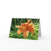 Orangefarbene Taglilie Blume Horizontal