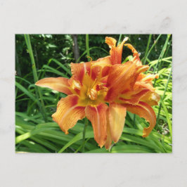 Orangefarbene Taglilie Blume Horizontal Postkarte