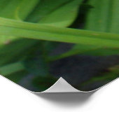 Orangefarbene Taglilie - Tigerlilie - Blume. Poster (Ecke)