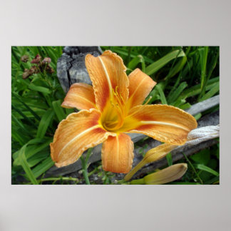 Orangefarbene Taglilie - Tigerlilie - Blume. Poster
