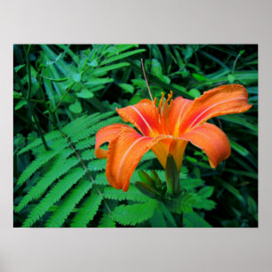 Orangefarbene tropische Blume Poster