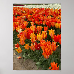 Orangefarbene Tulips im Feld, Waldbrand, OR Poster