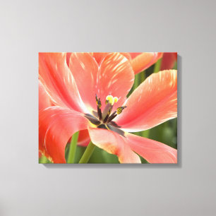 orangefarbene Tulpen in Blüte Leinwanddruck