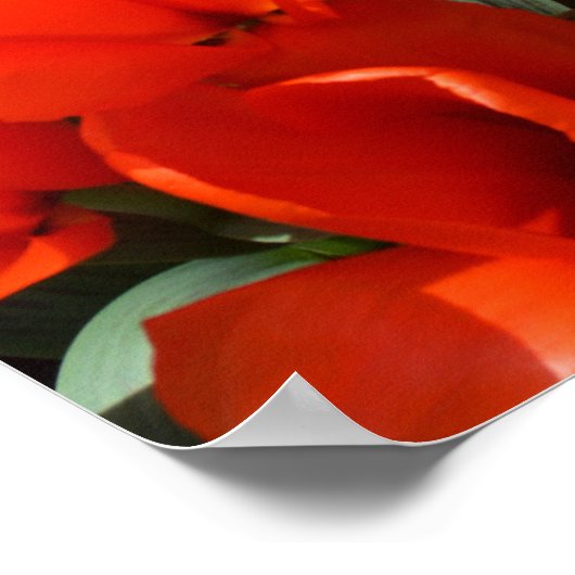 Orangefarbene Tulpen Poster (Ecke)