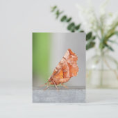 Orangefarbene und braune Motte. Postkarte (Stehend Vorderseite)