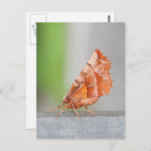 Orangefarbene und braune Motte. Postkarte (Vorne/Hinten)