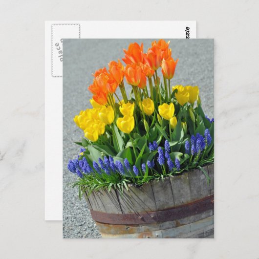 Orangefarbene und gelbe Tulpen bedrucken Postkarte (Vorne/Hinten)