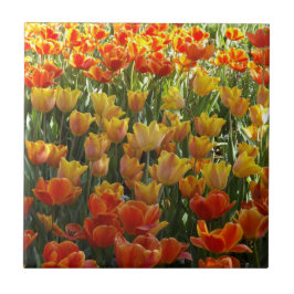 Orangefarbene und gelbe Tulpen Keramik Fliese