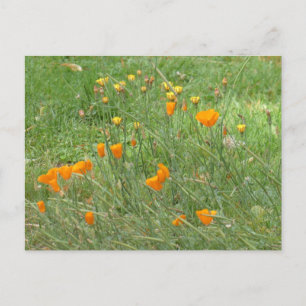 Orangefarbene und gelbe Wildblumen DICHTE Postkart Feiertagspostkarte