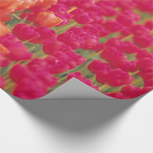Orangefarbene und rosa Tulips Geschenkpapier (Ecke)