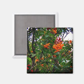 Orangefarbene und rote Beeren Magnet (Vorderseite/Rückseite)