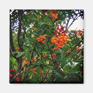Orangefarbene und rote Beeren Magnet