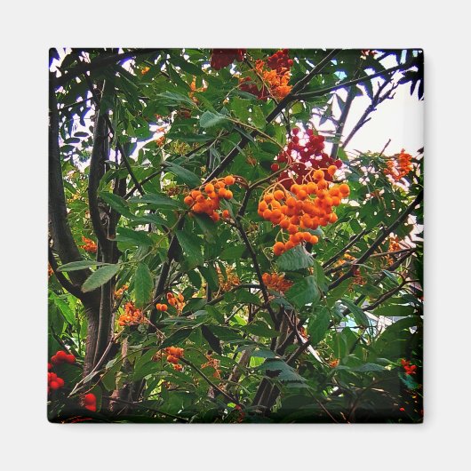 Orangefarbene und rote Beeren Magnet (Vorne)
