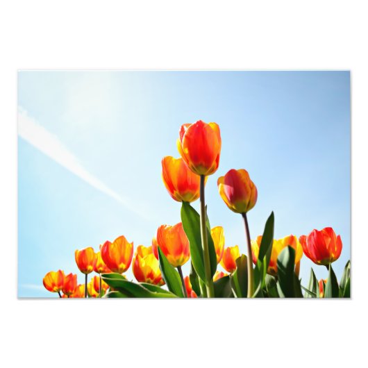 Orangefarbene und rote Tulpen von unten Fotodruck (Vorne)