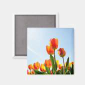 Orangefarbene und rote Tulpen von unten Magnet (Vorderseite/Rückseite)
