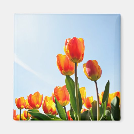 Orangefarbene und rote Tulpen von unten Magnet (Vorne)