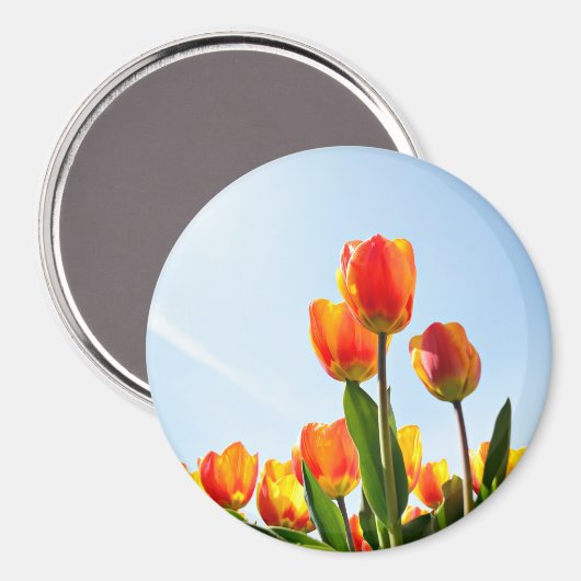 Orangefarbene und rote Tulpen von unten Magnet (Vorderseite/Rückseite)