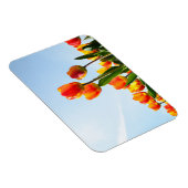 Orangefarbene und rote Tulpen von unten Magnet (Rechte Seite)