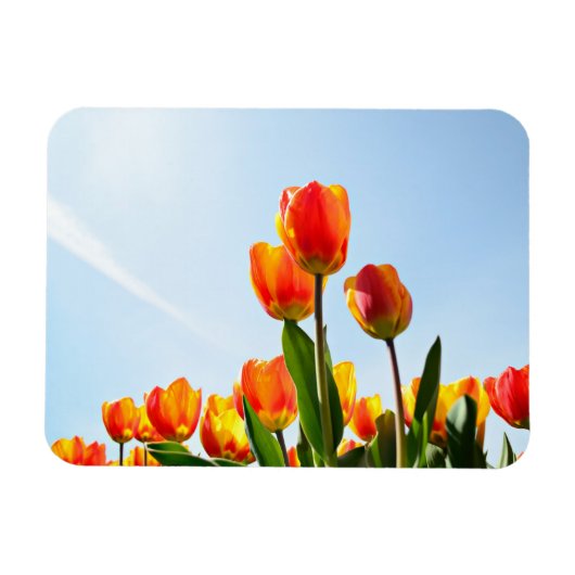 Orangefarbene und rote Tulpen von unten Magnet (Horizontal)