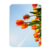 Orangefarbene und rote Tulpen von unten Magnet (Vertikal)