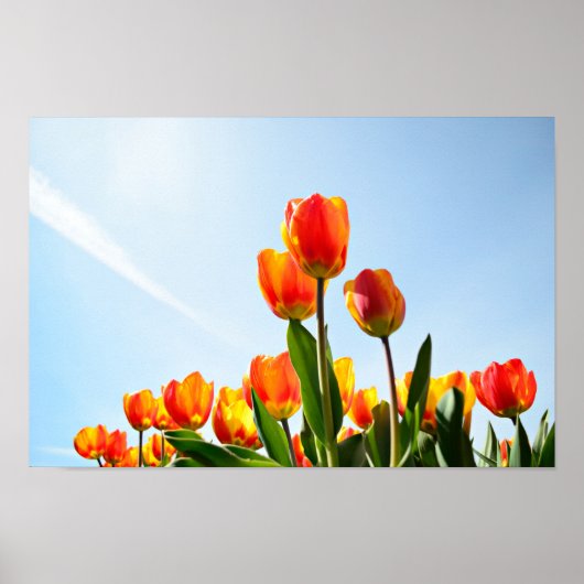 Orangefarbene und rote Tulpen von unten Poster (Vorne)
