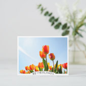 Orangefarbene und rote Tulpen von unten Postkarte (Stehend Vorderseite)