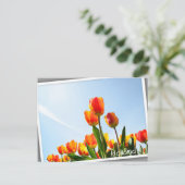 Orangefarbene und rote Tulpen von unten Postkarte (Stehend Vorderseite)