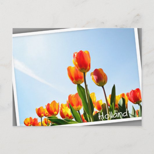Orangefarbene und rote Tulpen von unten Postkarte (Vorderseite)