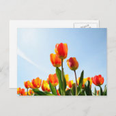 Orangefarbene und rote Tulpen von unten Postkarte (Vorne/Hinten)