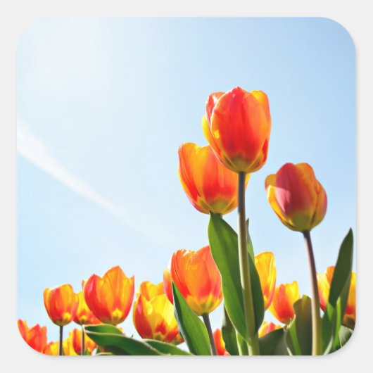 Orangefarbene und rote Tulpen von unten Quadratischer Aufkleber (Vorderseite)
