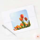 Orangefarbene und rote Tulpen von unten Quadratischer Aufkleber (Umschlag)