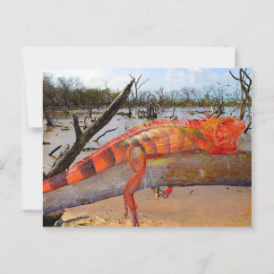 Orangefarbene und schwarze Eidechse in Margarita Postkarte