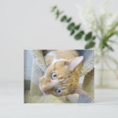 Orangefarbene und weiße Katze Postkarte (Stehend Vorderseite)